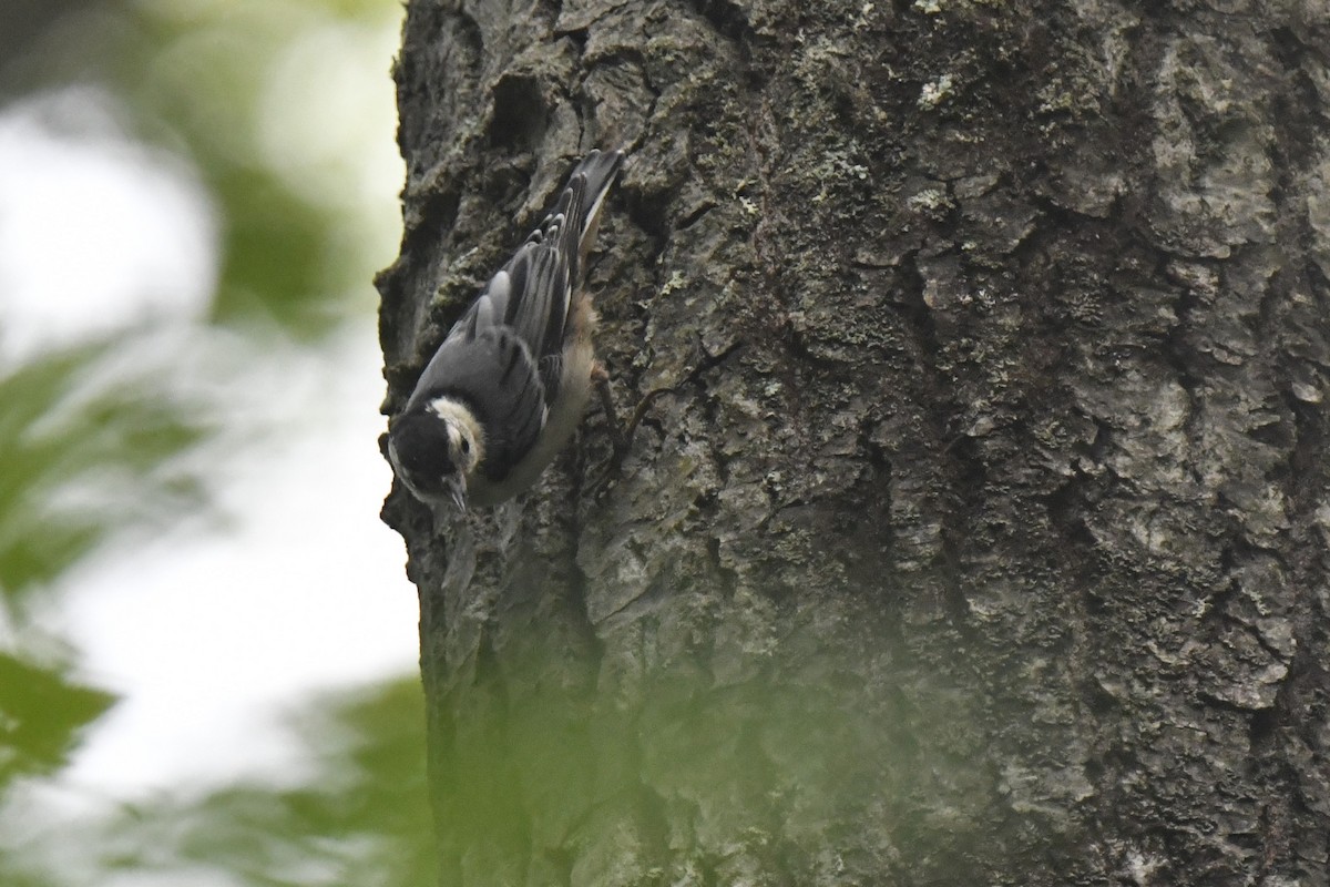 White-breasted Nuthatch - ML621212495