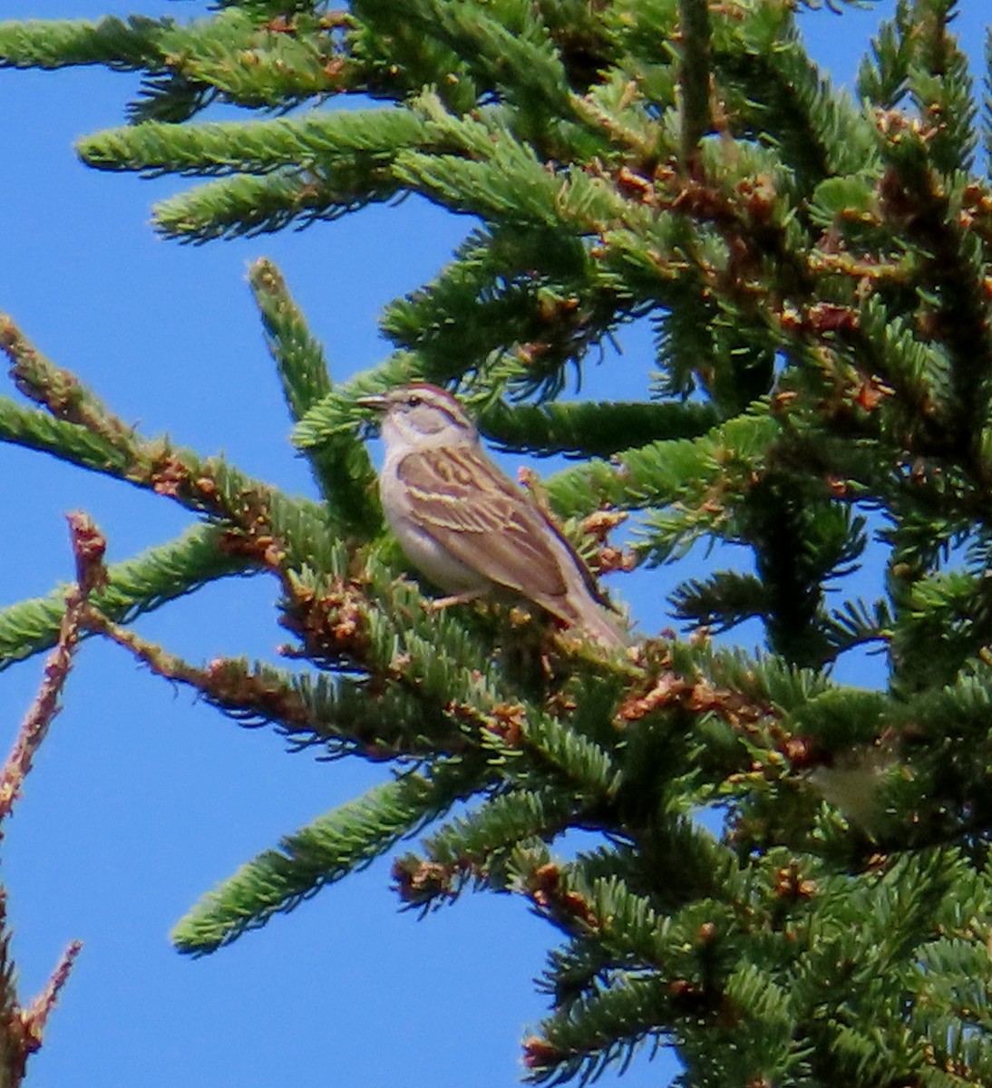 Chipping Sparrow - ML621212501