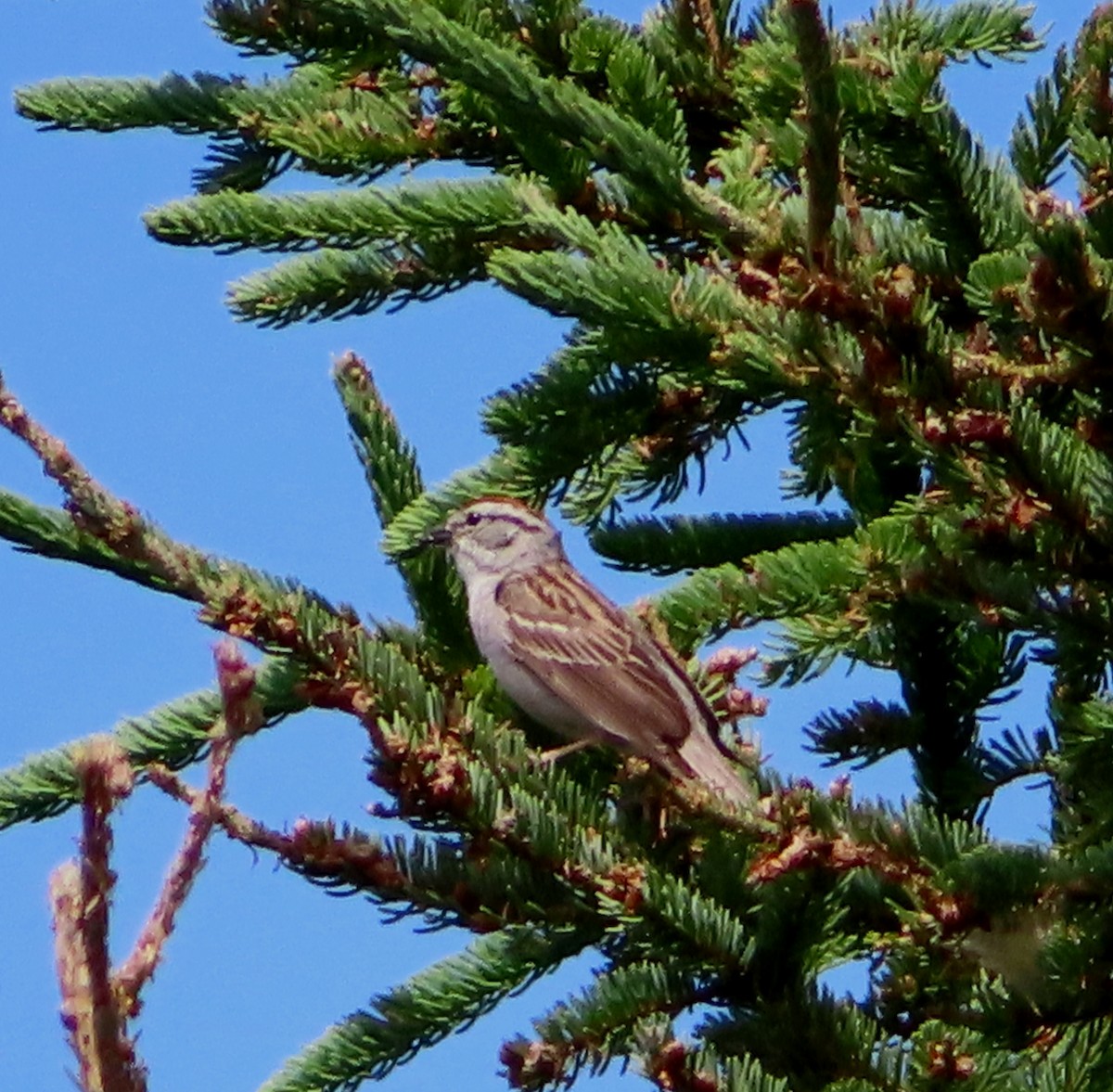 Chipping Sparrow - ML621212502