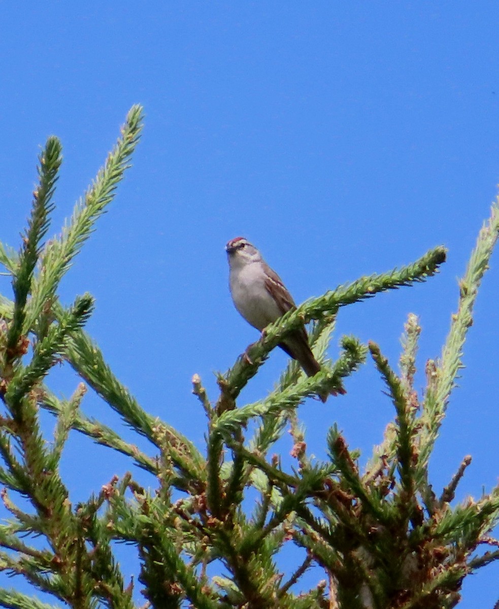 Chipping Sparrow - ML621212503