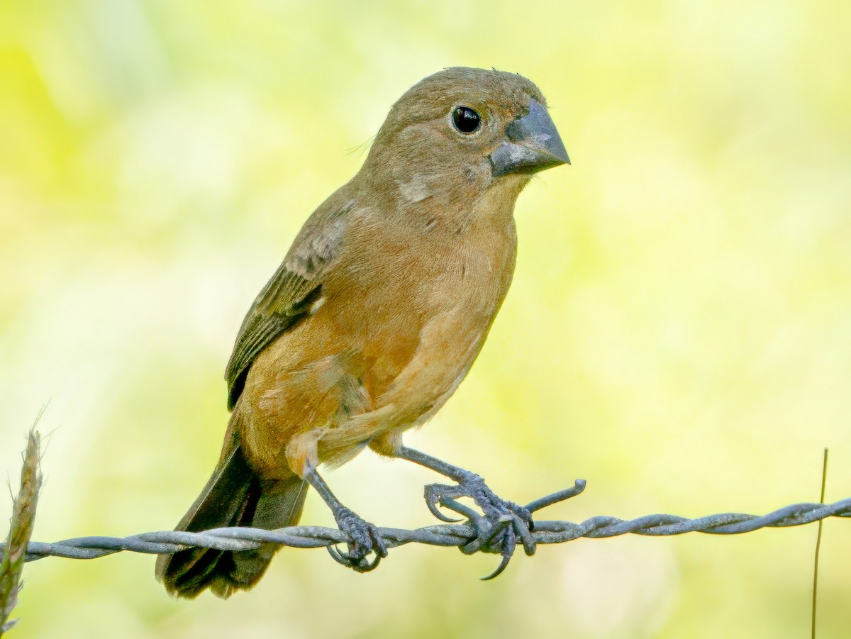Thick-billed Seed-Finch - ML621212505