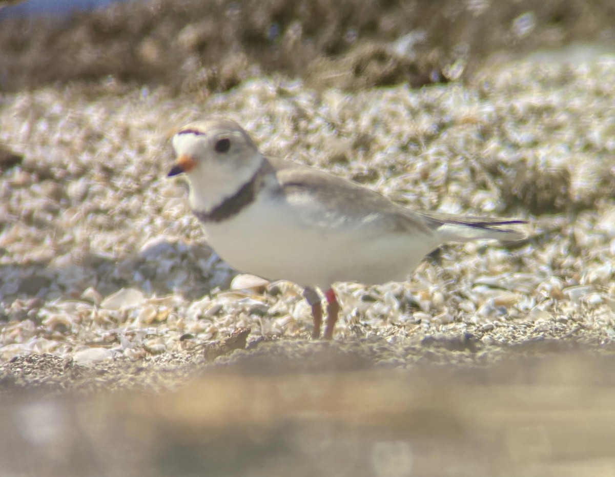 Piping Plover - ML621212513