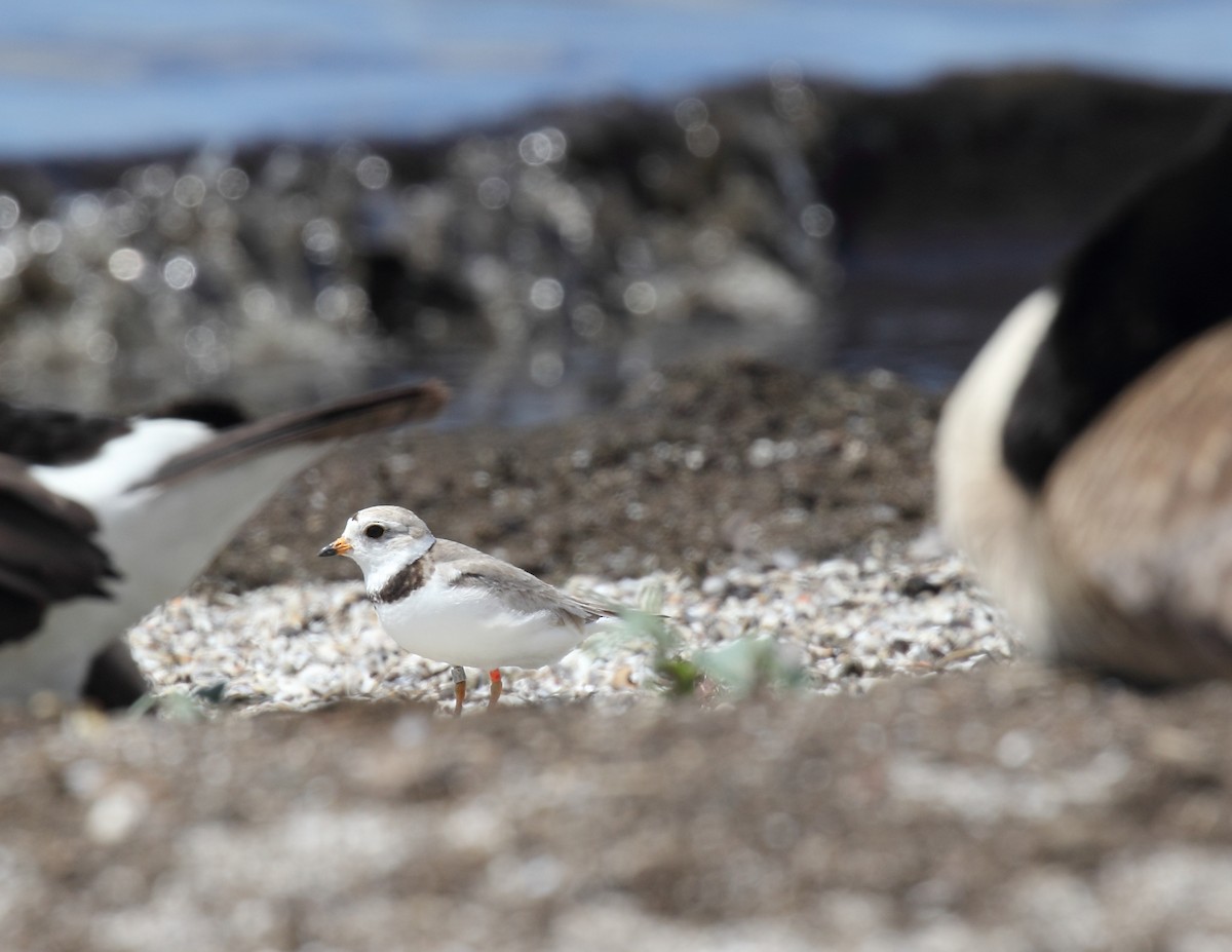 Piping Plover - ML621212514