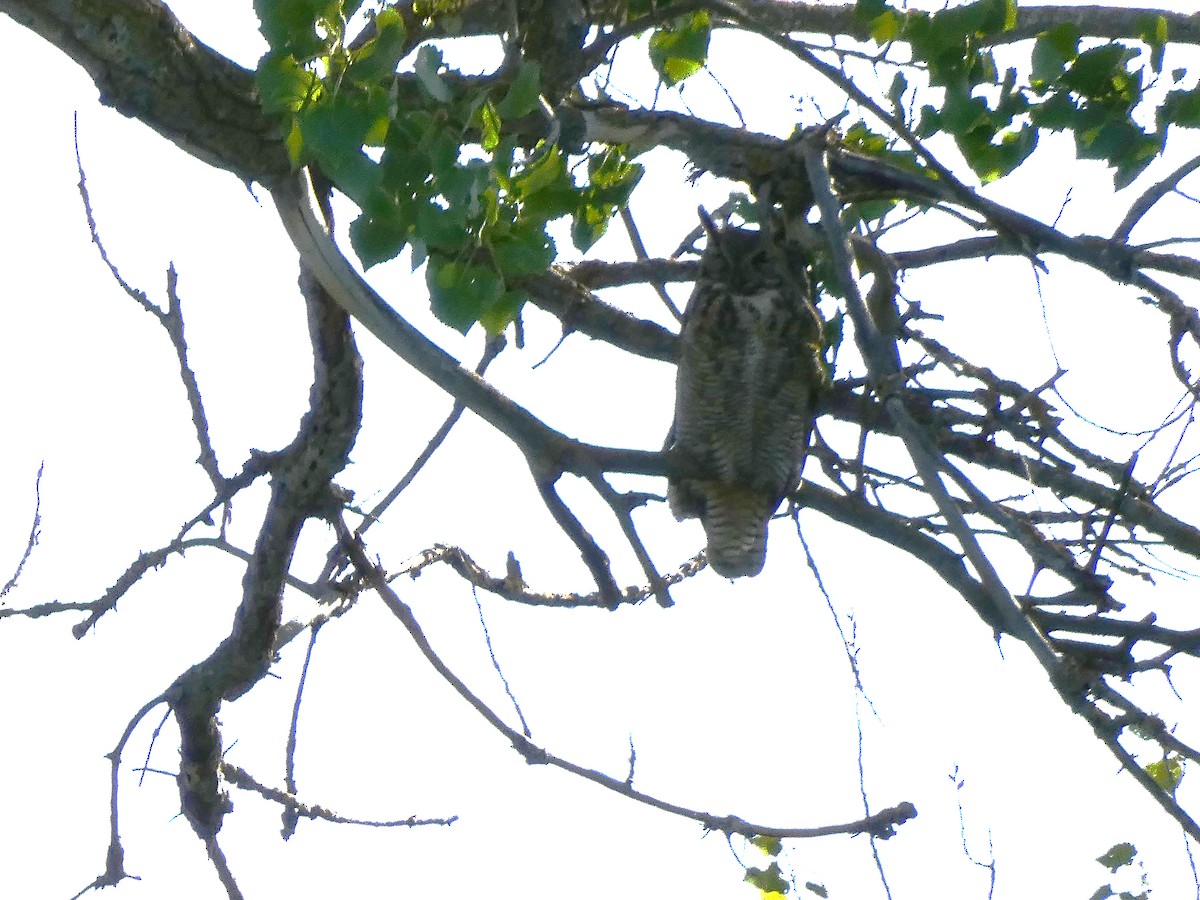 Great Horned Owl - ML621212516