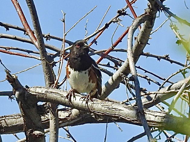 Spotted Towhee - ML621212630