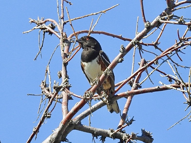 Spotted Towhee - ML621212631