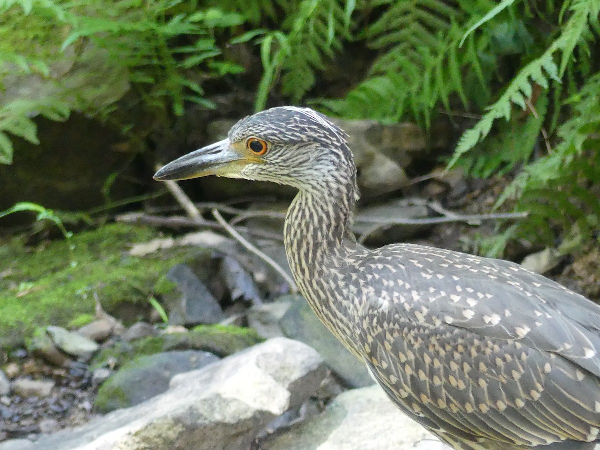 Yellow-crowned Night Heron - Linda Croskey