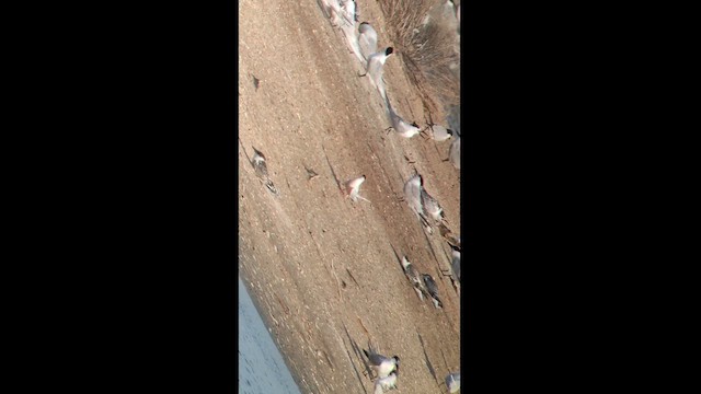 Roseate Tern - ML621212718