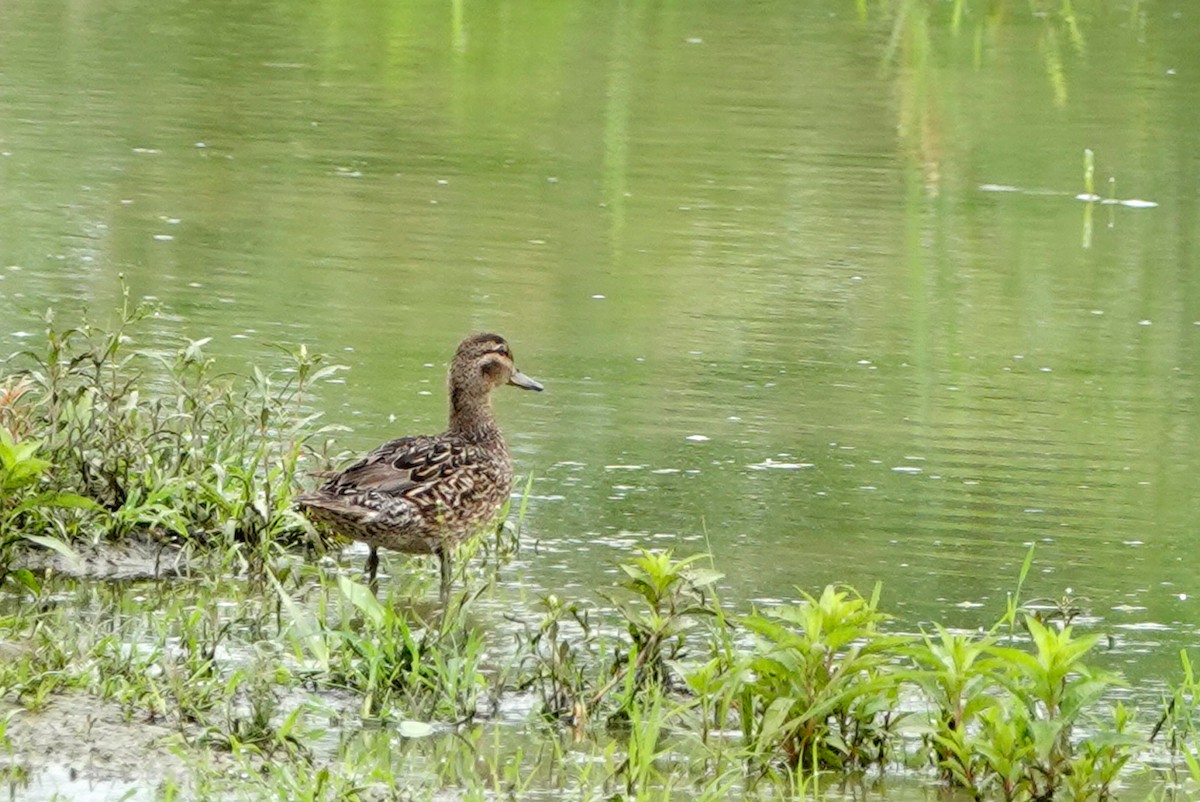 Green-winged Teal - ML621212725