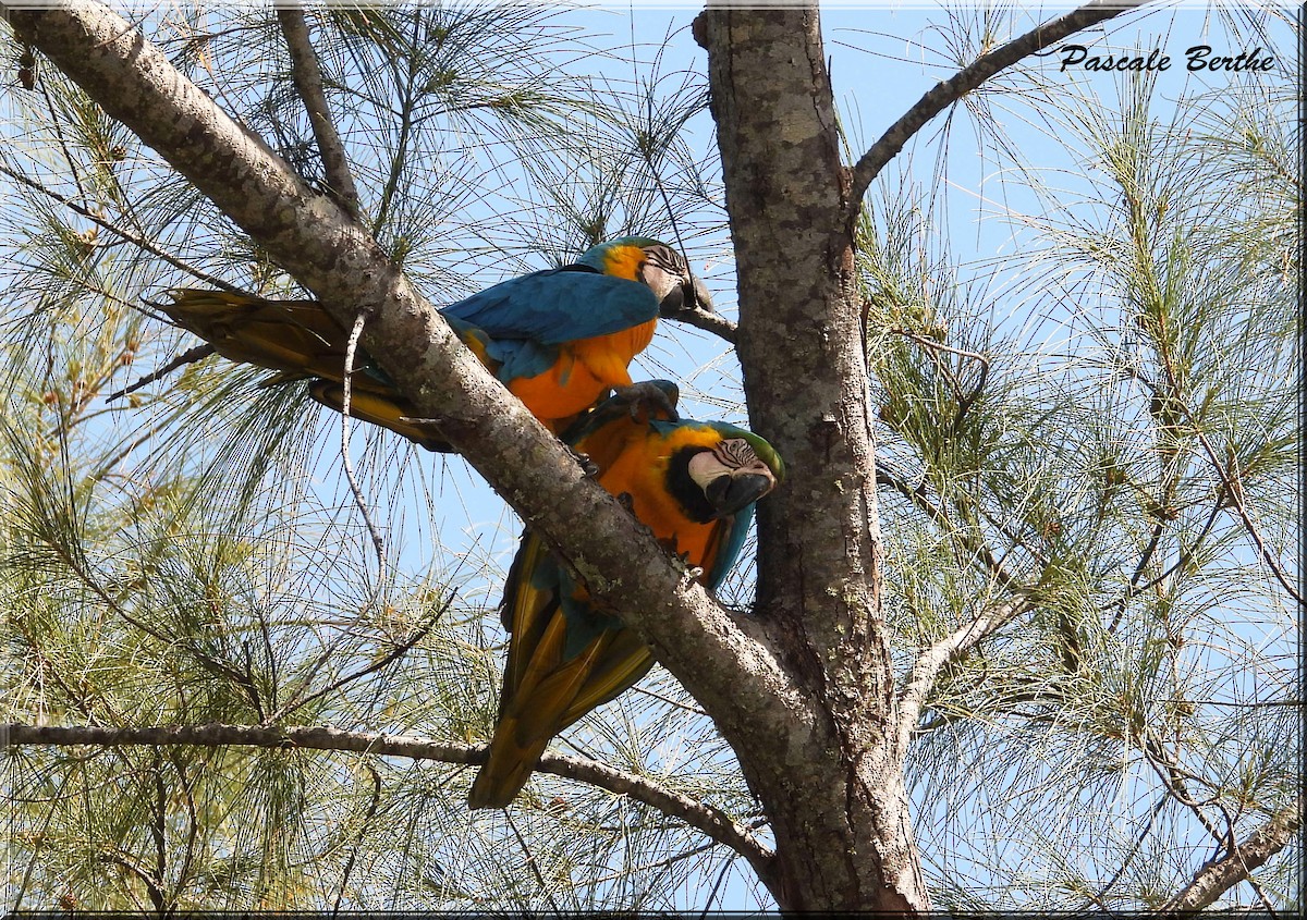 Blue-and-yellow Macaw - ML621212751