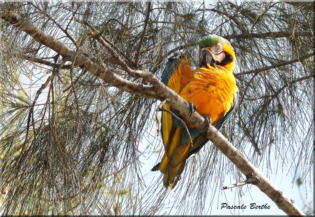 Blue-and-yellow Macaw - ML621212752