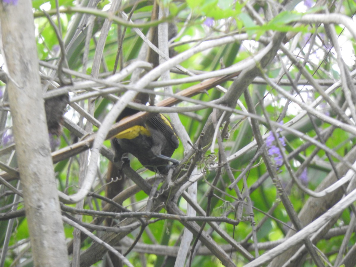 Yellow-winged Cacique - ML621212767