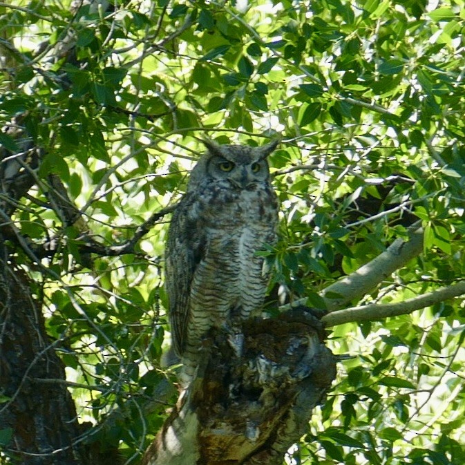 Great Horned Owl - ML621212799