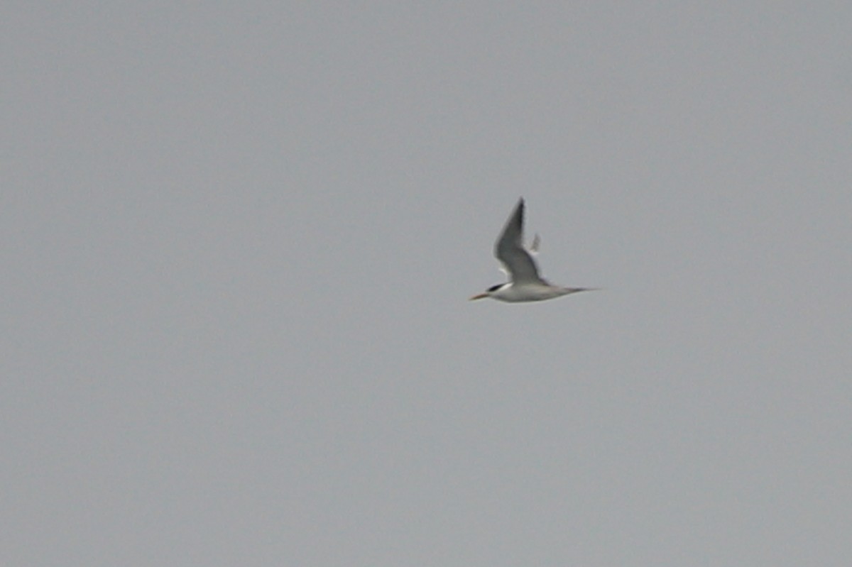 Great Crested Tern - ML621212810