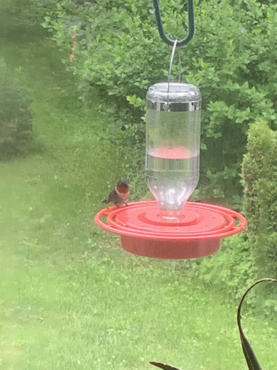 Ruby-throated Hummingbird - ML621212833