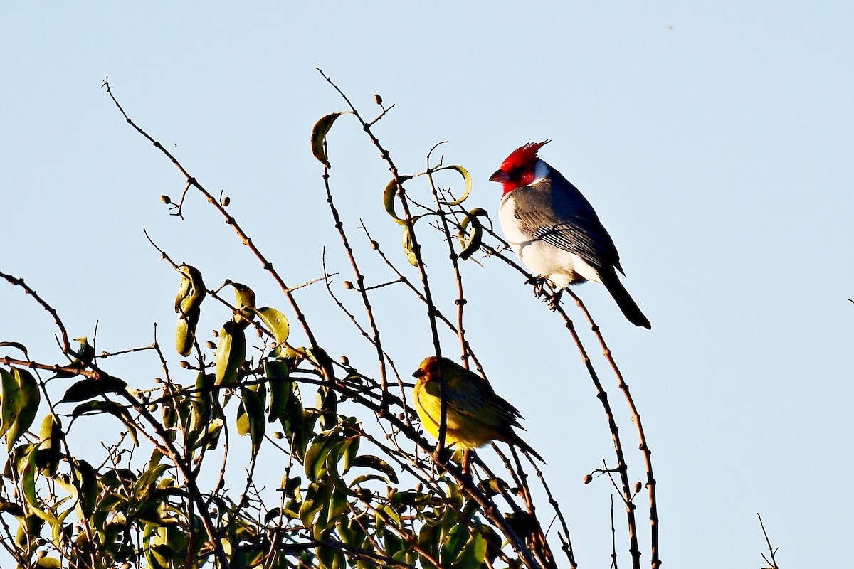 Red-crested Cardinal - ML621212864