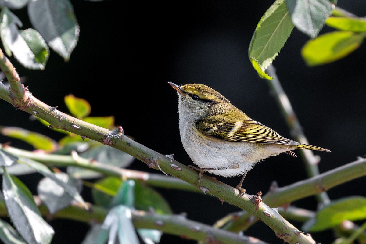 Yellow-browed Warbler - ML621212865