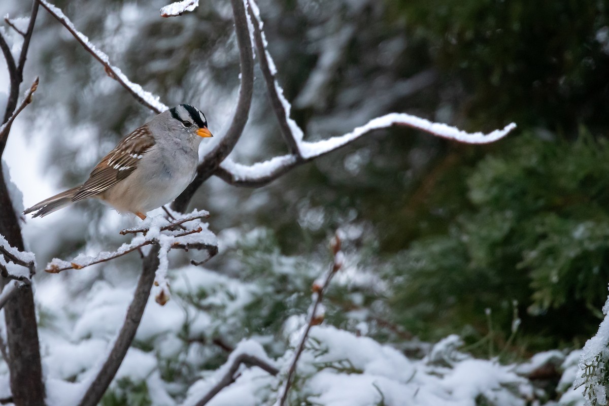 White-crowned Sparrow - ML621212869