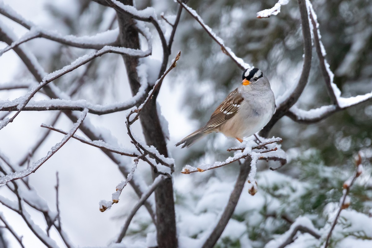 White-crowned Sparrow - ML621212871