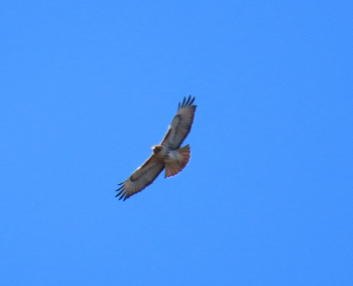 Red-tailed Hawk - ML621212872