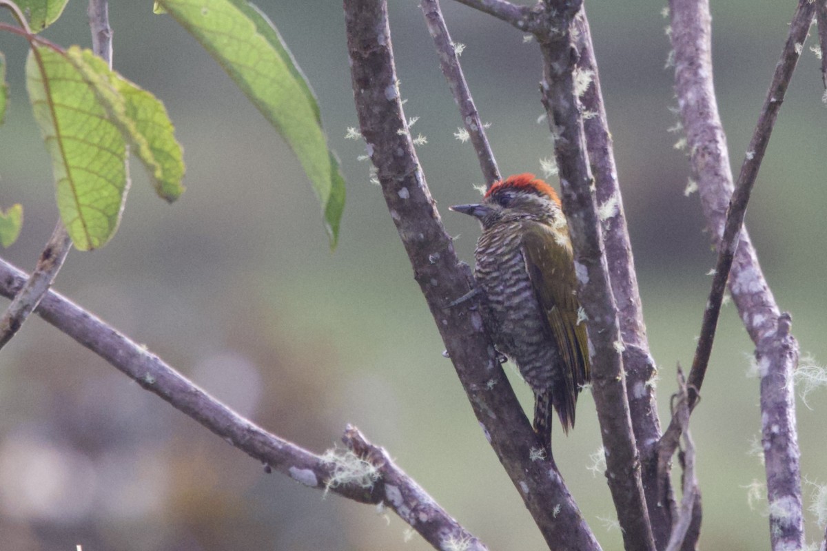 Bar-bellied Woodpecker - ML621212874