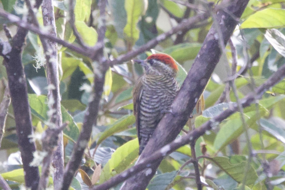 Bar-bellied Woodpecker - ML621212875