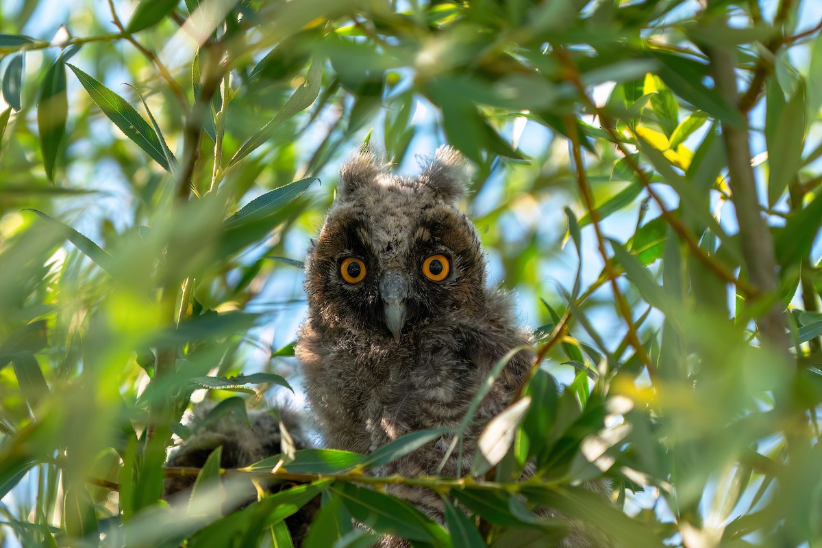 Long-eared Owl - ML621212930