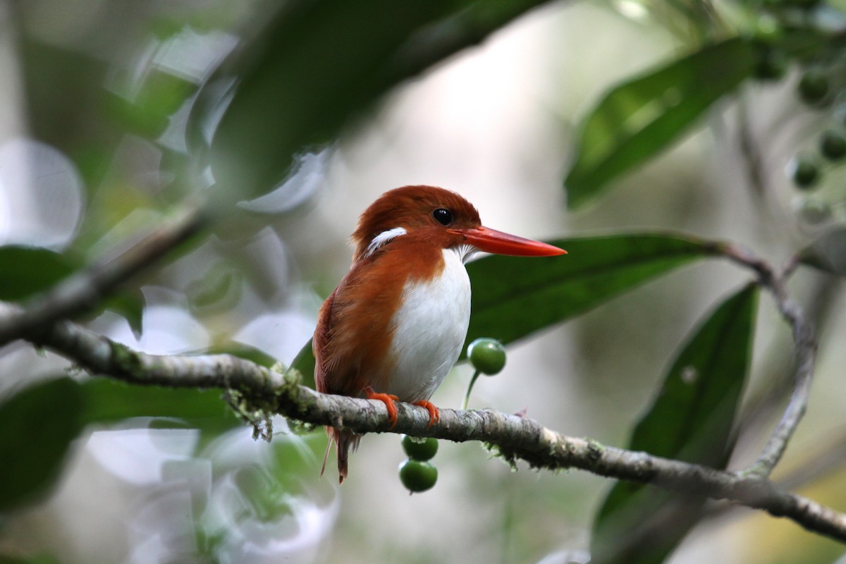 Madagascar Pygmy Kingfisher - ML621212943