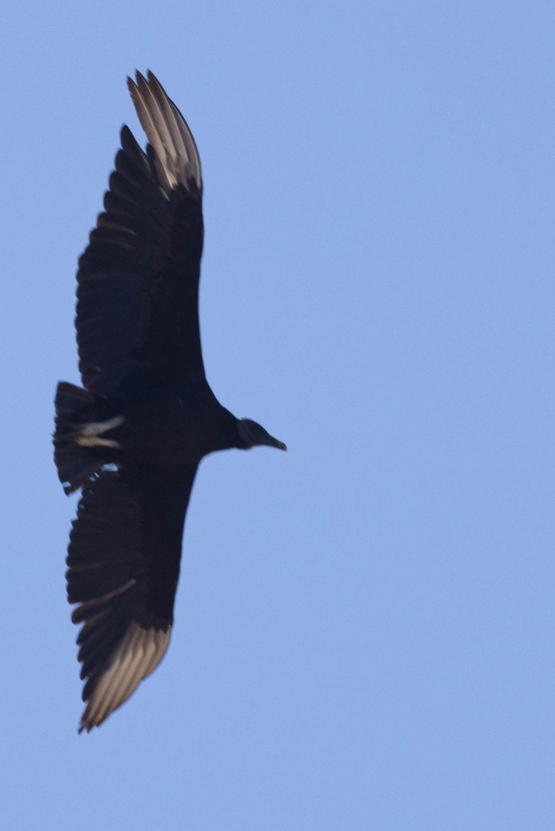 Black Vulture - ML621212955