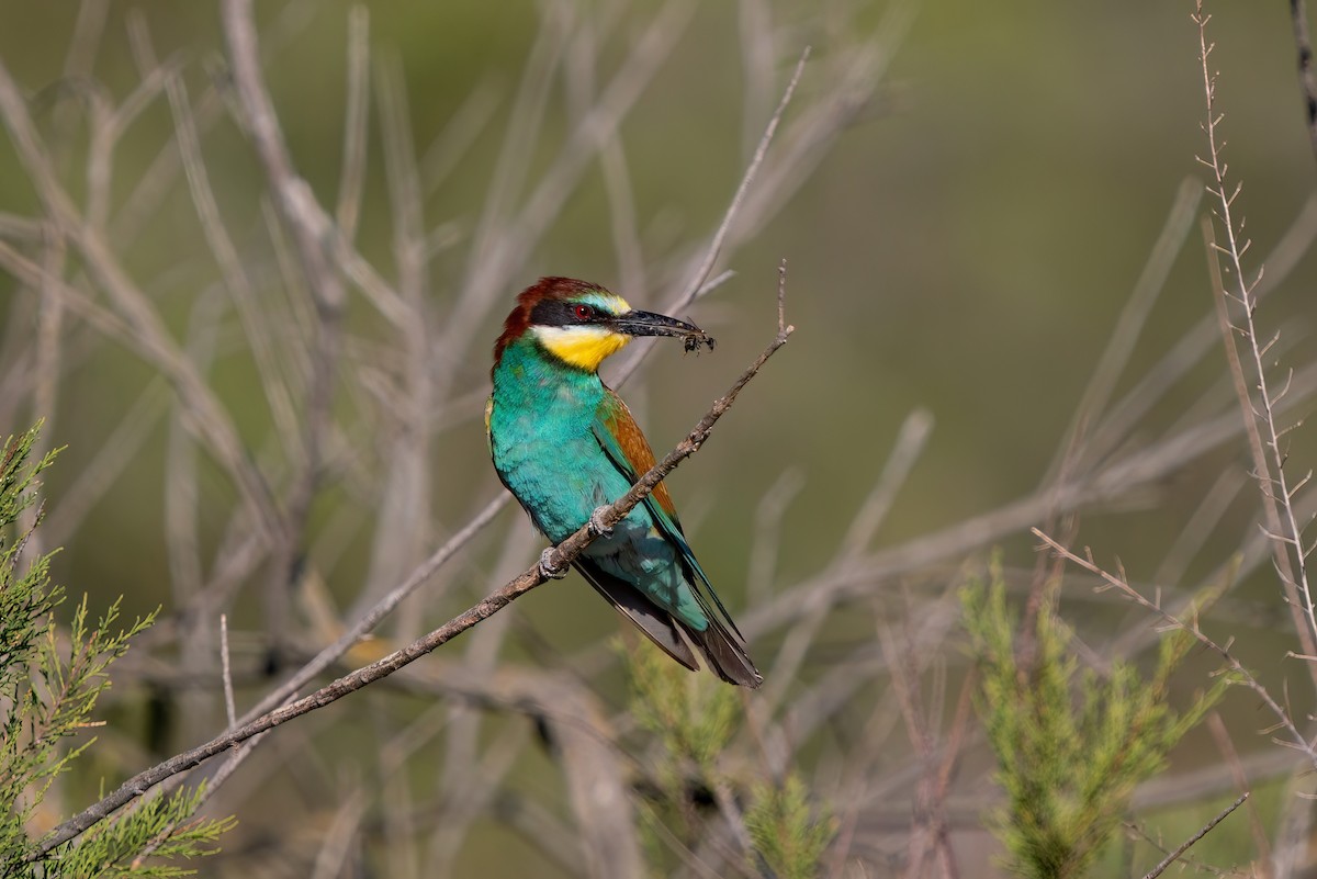European Bee-eater - ML621213033