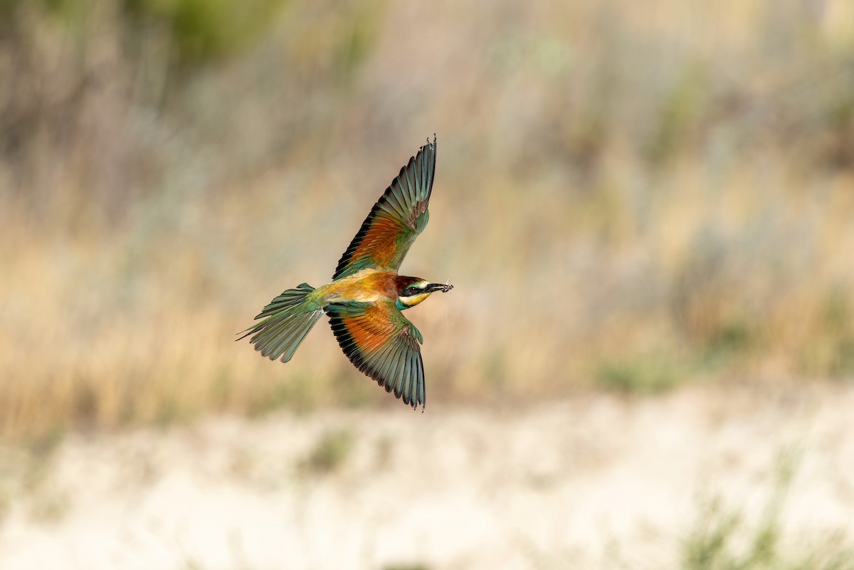 European Bee-eater - ML621213038