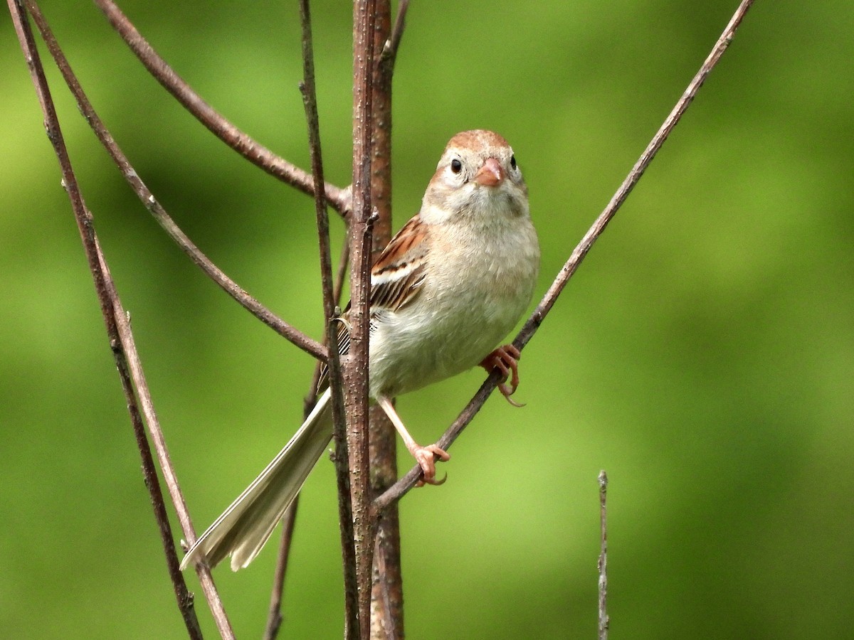 Field Sparrow - ML621213040