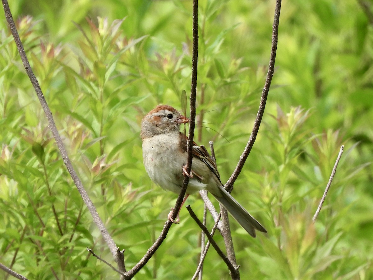 Field Sparrow - ML621213041