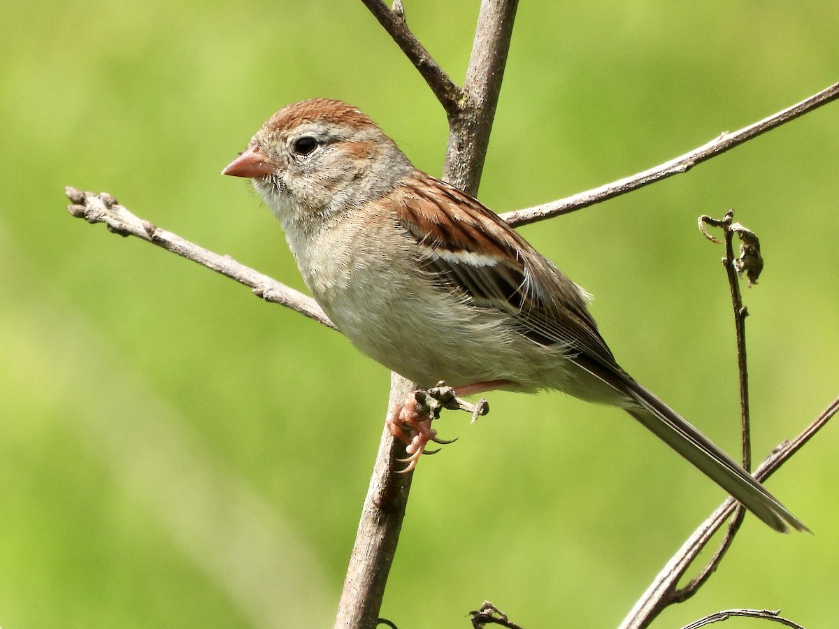 Field Sparrow - ML621213042