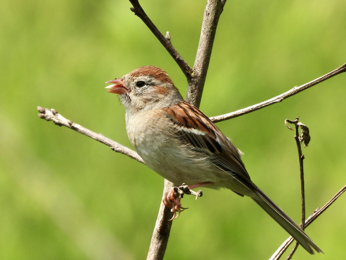 Field Sparrow - ML621213043