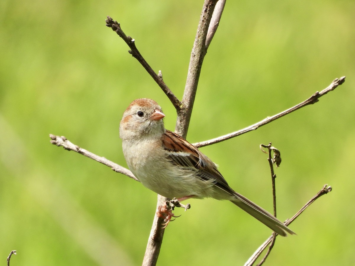 Field Sparrow - ML621213044