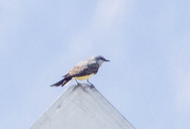 Western Kingbird - ML621213049