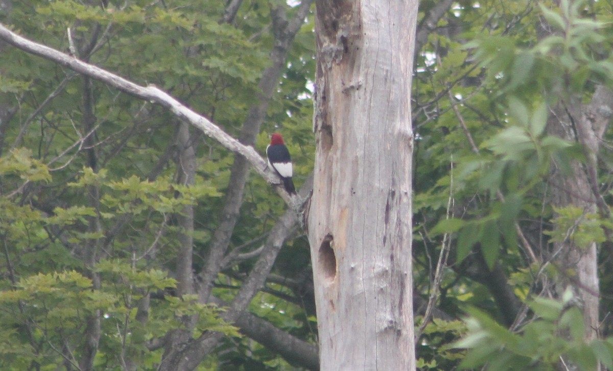 Red-headed Woodpecker - ML621213053