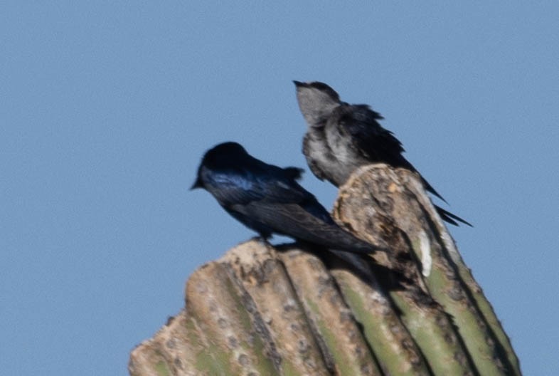 Purple Martin - ML621213060