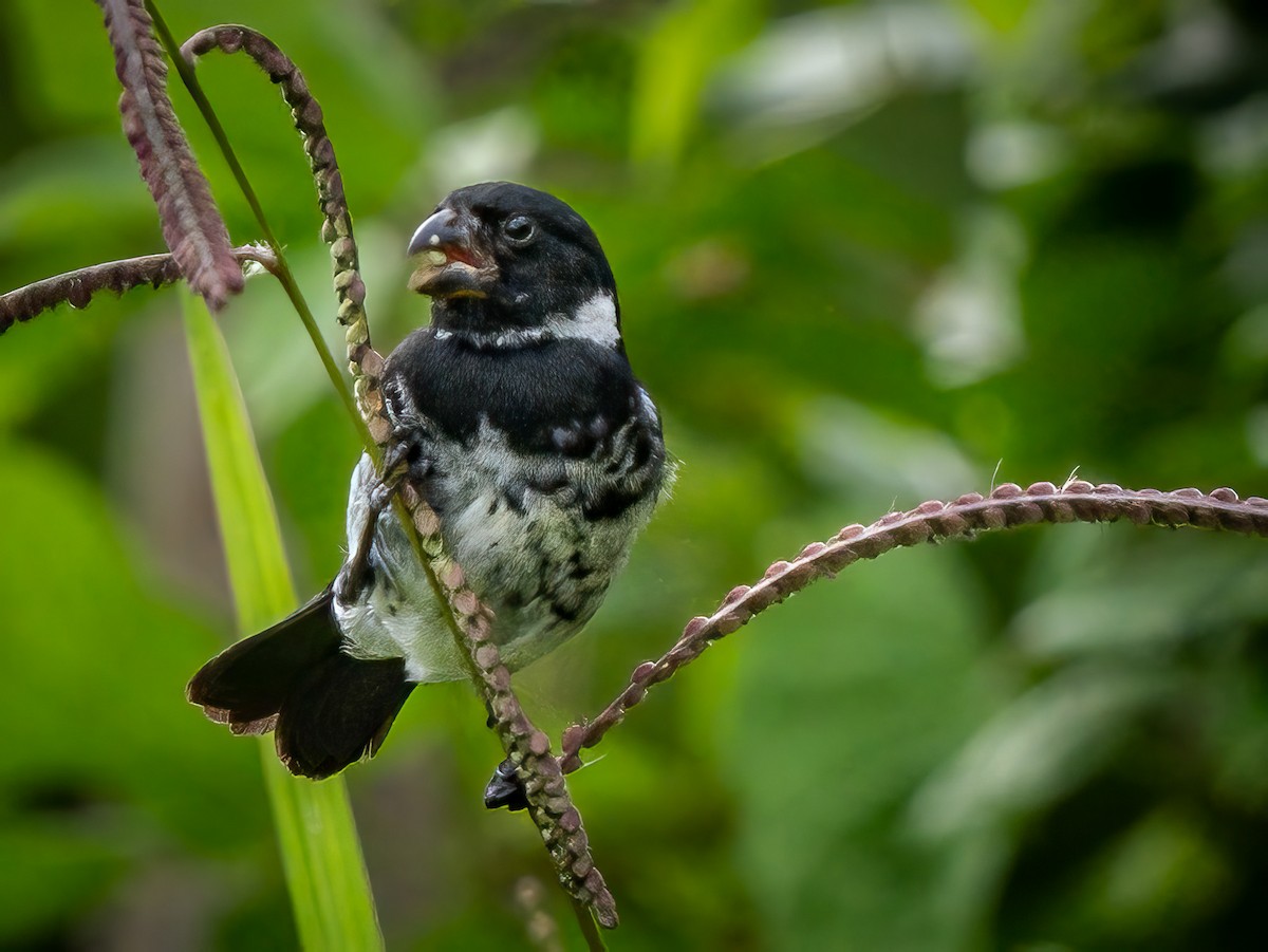Variable Seedeater - ML621213090