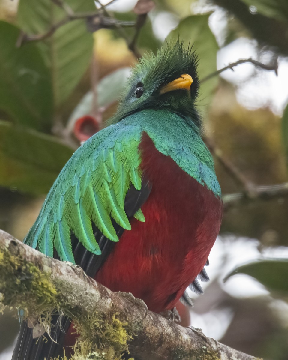 Quetzal resplendissant - ML621213139