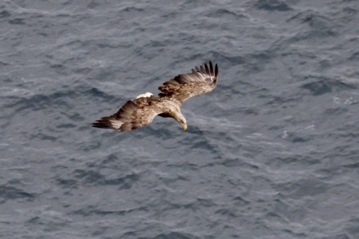 White-tailed Eagle - ML621213171