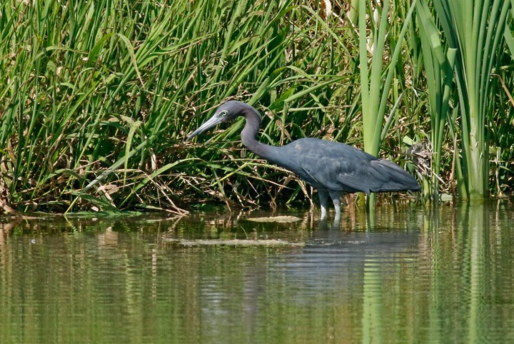 Little Blue Heron - ML621213258