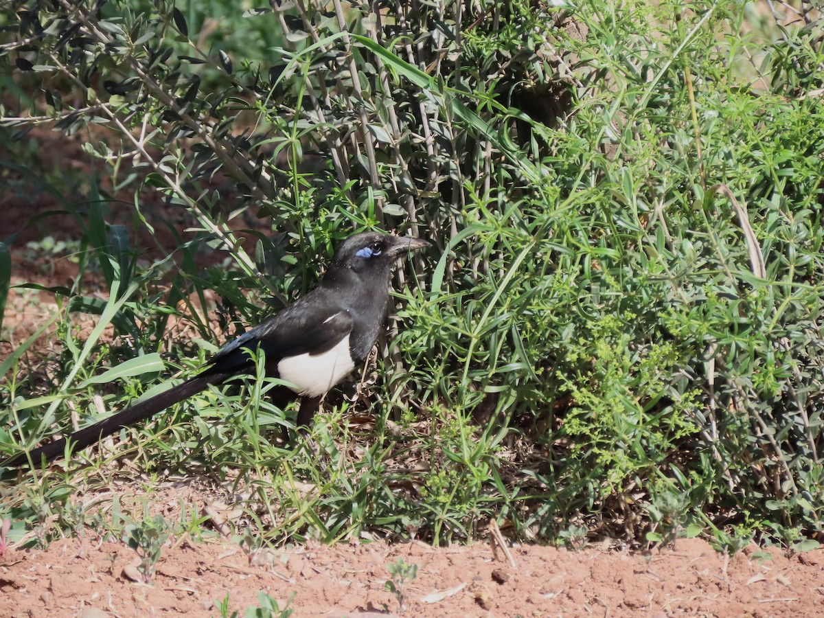 Maghreb Magpie - ML621213270