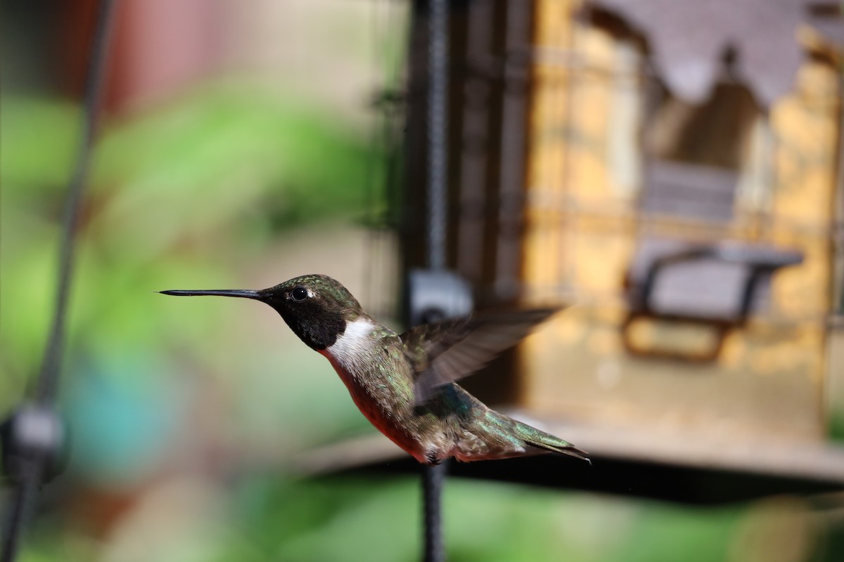 Black-chinned Hummingbird - ML621213295