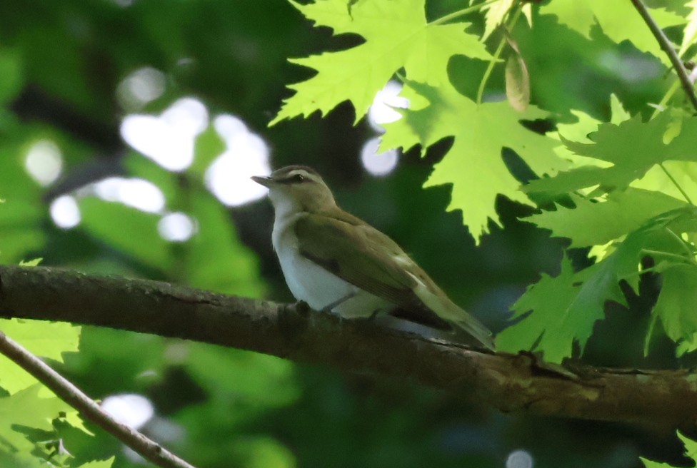 Red-eyed Vireo - ML621213313