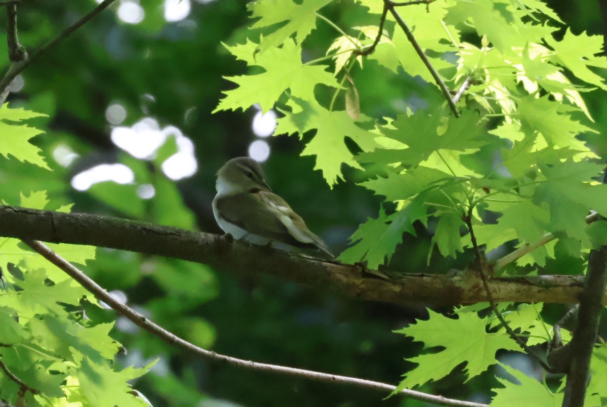 Red-eyed Vireo - ML621213314