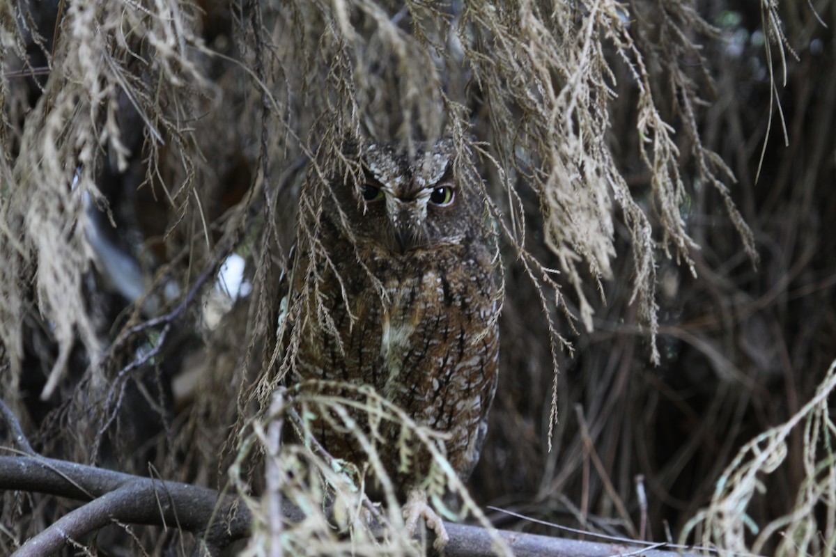 Madagascar Scops-Owl (Rainforest) - ML621213358