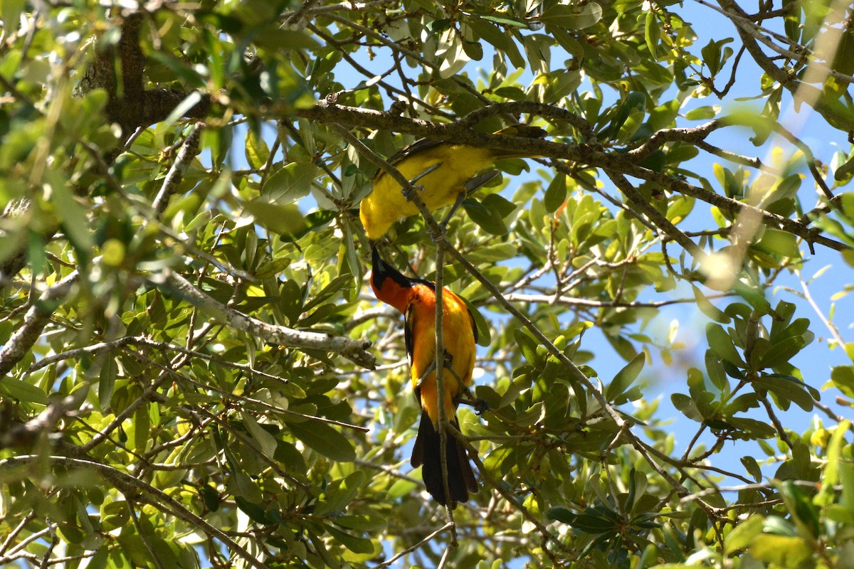 Spot-breasted Oriole - ML621213439