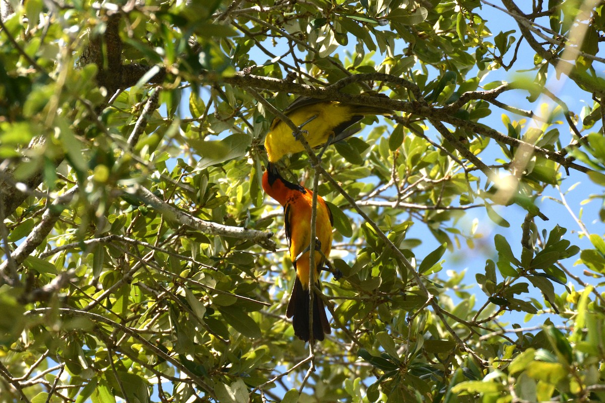Spot-breasted Oriole - ML621213443